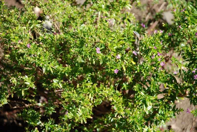 DSC_0021 (Large).JPG